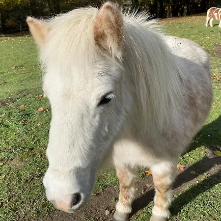 Le Milan Et Son Bain Nordique Privatif